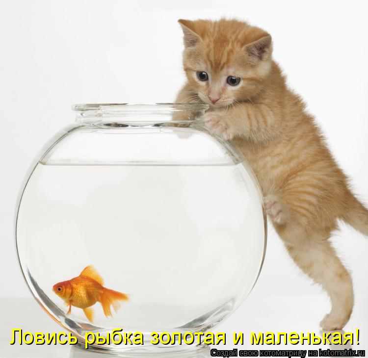 Котоматрица: Ловись рыбка золотая и маленькая!