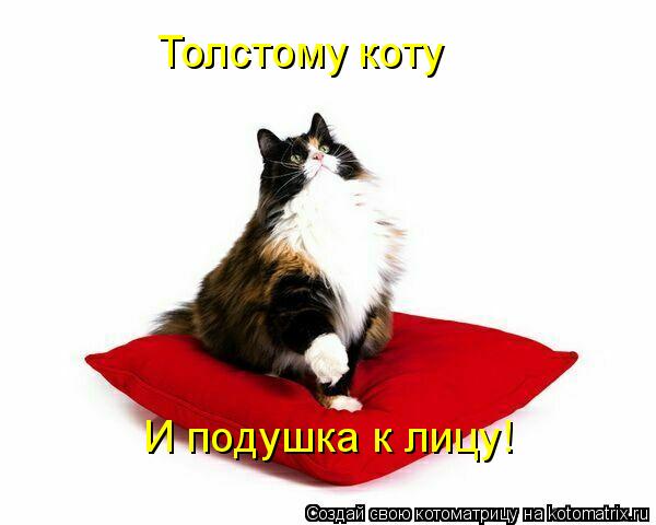 Котоматрица: Толстому коту  И подушка к лицу!