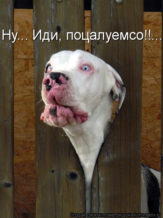 Котоматрица: Ну... Иди, поцалуемсо!!...