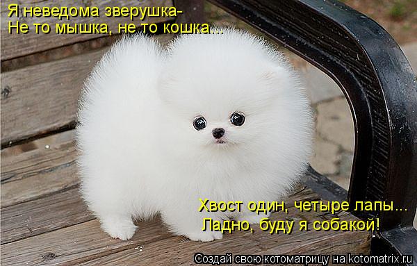 Котоматрица: Я неведома зверушка- Не то мышка, не то кошка... Хвост один, четыре лапы... Ладно, буду я собакой!