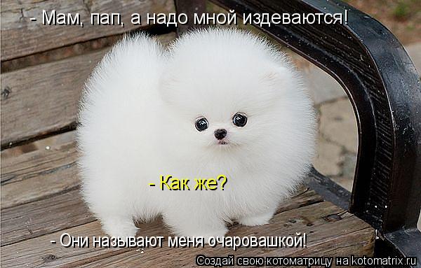 Котоматрица: - Мам, пап, а надо мной издеваются! - Как же? - Они называют меня очаровашкой!