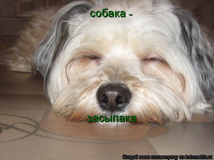 Котоматрица: собака засыпака -