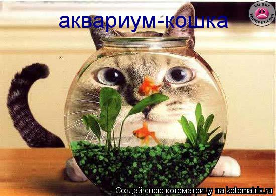 Котоматрица: аквариум-кошка аквариум-кошка