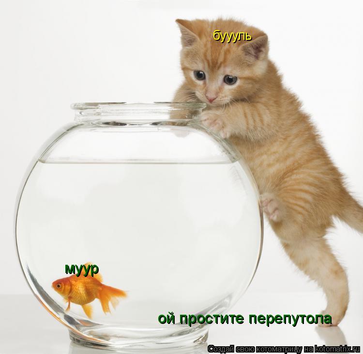 Котоматрица: буууль муур ой простите перепутола