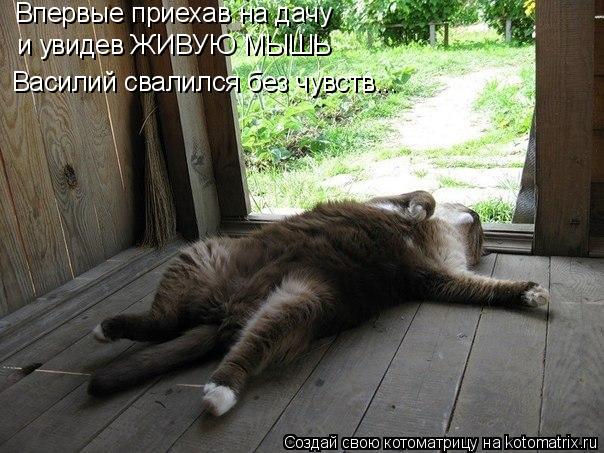 Котоматрица: Впервые приехав на дачу  и увидев ЖИВУЮ МЫШЬ Василий свалился без чувств...