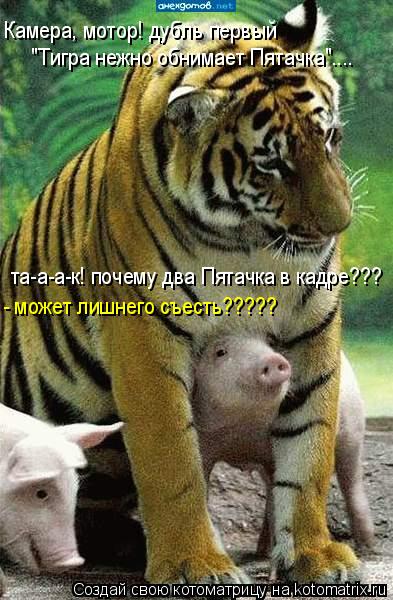 Котоматрица: Камера, мотор! дубль первый  "Тигра нежно обнимает Пятачка".... та-а-а-к! почему два Пятачка в кадре??? - может лишнего съесть?????