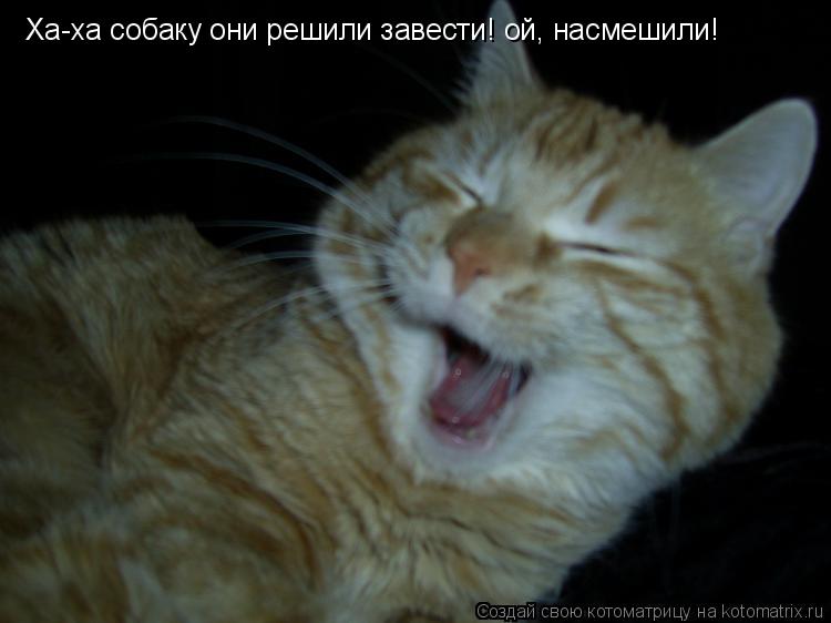 Котоматрица: Ха-ха собаку они решили завести! ой, насмешили!