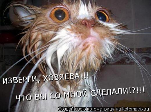 Котоматрица: ИЗВЕРГИ, ХОЗЯЕВА!!! ЧТО ВЫ СО МНОЙ СДЕЛАЛИ!?!!!