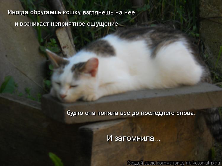 Котоматрица: Иногда обругаешь кошку, взглянешь на нее, и возникает неприятное ощущение, будто она поняла все до последнего слова. И запомнила...