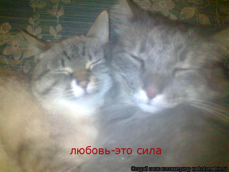 Котоматрица: любовь-это сила