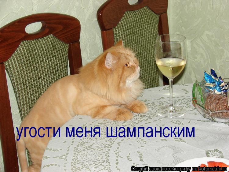 Котоматрица: угости меня шампанским