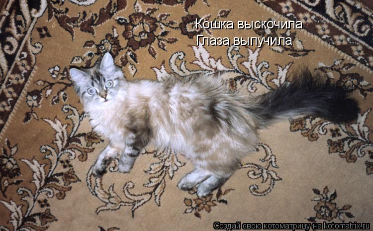 Котоматрица: Кошка выскочила Глаза выпучила