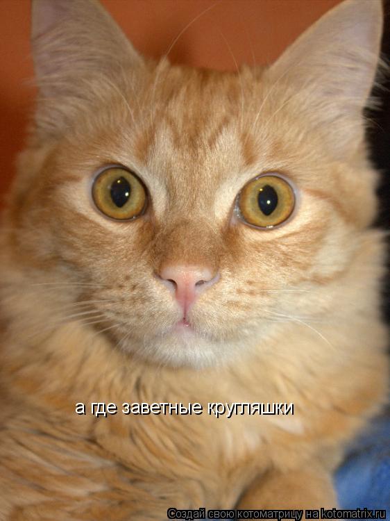 Котоматрица: а где заветные кругляшки