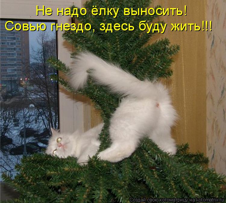 Не надо ёлку выносить! Совью гнездо, здесь буду жить!!!... Котоматрица: Не надо ёлку выносить! Совью гнездо, здесь буду жить!!!
