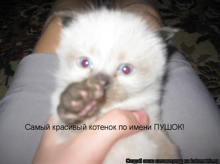 Котоматрица: Самый красивый котенок по имени ПУШОК!