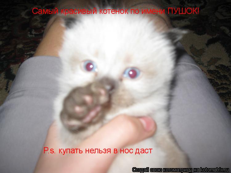 Котоматрица: Самый красивый котенок по имени ПУШОК! P.s. купать нельзя в нос даст