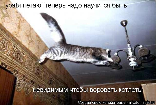 Котоматрица: ура!я летаю!!теперь надо научится быть  невидимым чтобы воровать котлеты