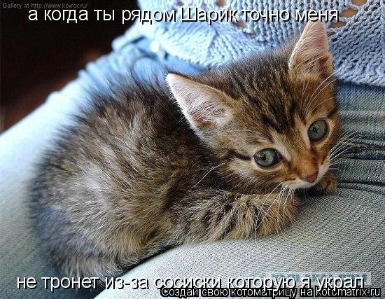 Котоматрица: а когда ты рядом Шарик точно меня не тронет из-за сосиски которую я украл