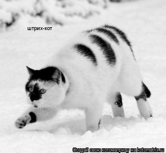 Котоматрица: штрих-кот