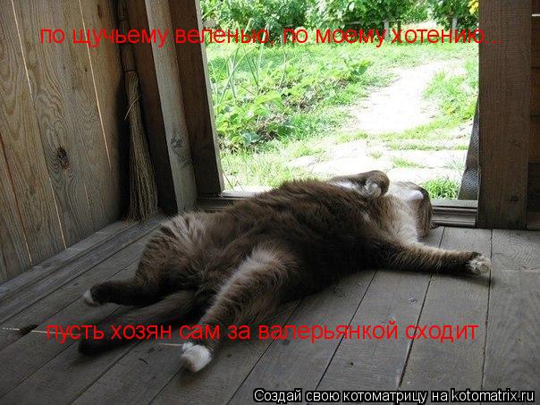 Котоматрица: по щучьему веленью, по моему хотению... пусть хозян сам за валерьянкой сходит