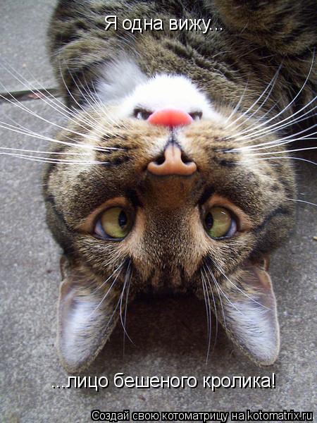 Котоматрица: Я одна вижу... ...лицо бешеного кролика!