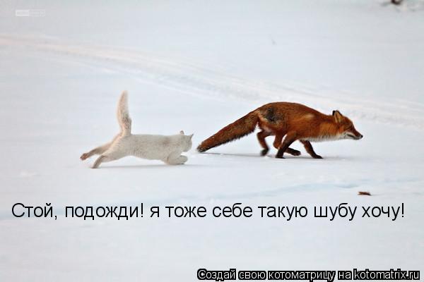 Котоматрица: Стой, подожди! я тоже себе такую шубу хочу!