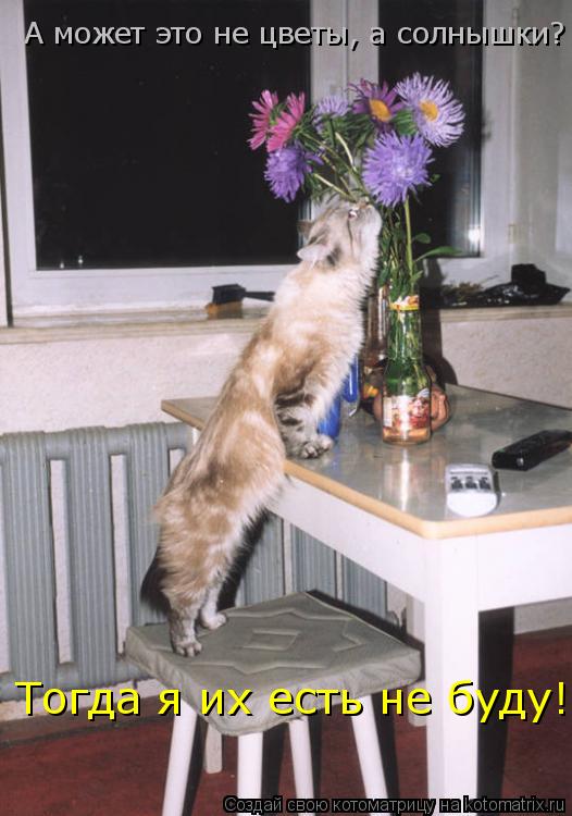 Котоматрица: А может это не цветы, а солнышки? Тогда я их есть не буду!