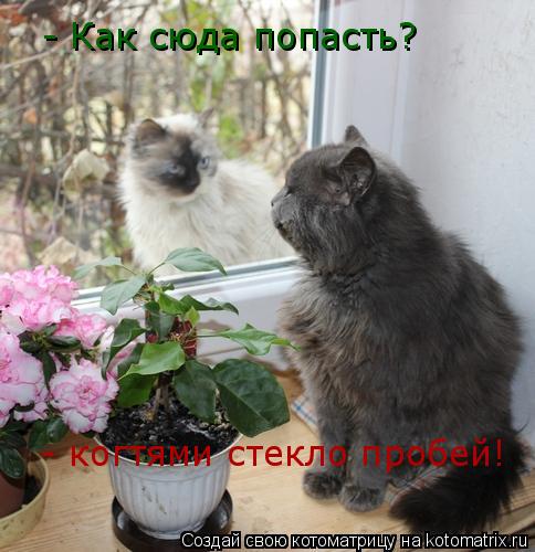 Котоматрица: - Как сюда попасть? - когтями стекло пробей!