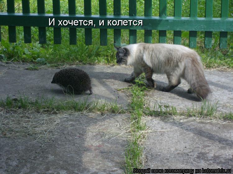Котоматрица: И хочется, и колется