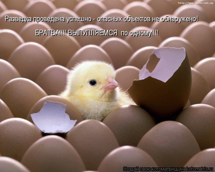 Котоматрица: Разведка проведена успешно - опасных объектов не обнаружено! БРАТВА!!!! ВЫЛУПЛЯЕМСЯ  по одному!!!!