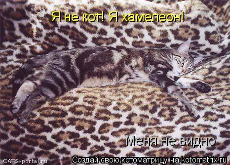 Котоматрица: Я не кот! Я хамелеон! Меня не видно