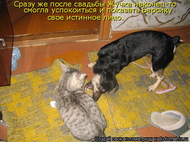 Котоматрица: Сразу же после свадьбы Жучка наконец-то свое истинное лицо. смогла успокоиться и показать Барсику