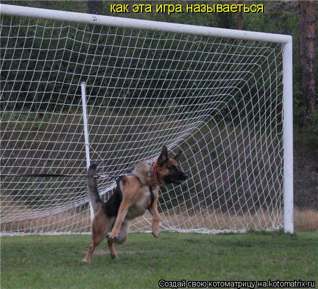 Котоматрица: как эта игра называеться