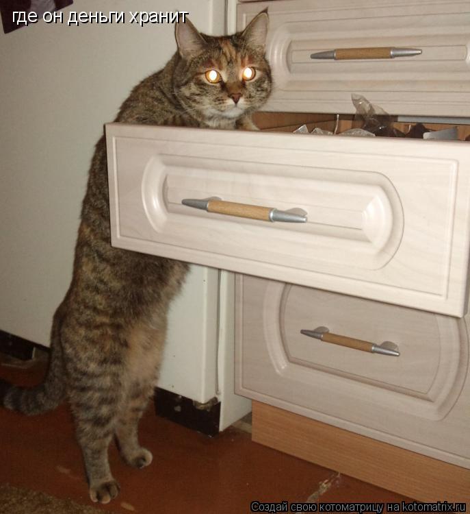Котоматрица: где он деньги хранит