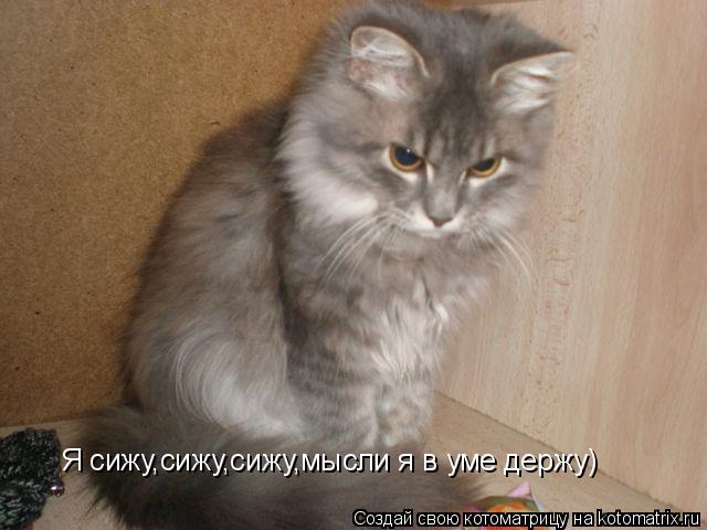 Котоматрица: Я сижу,сижу,сижу,мысли я в уме держу)