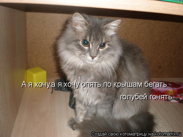Котоматрица: А я хочу,а я хочу опять,по крышам бегать  голубей гонять