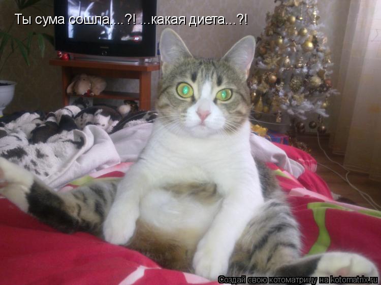 Котоматрица: Ты сума сошла....?! ...какая диета...?!