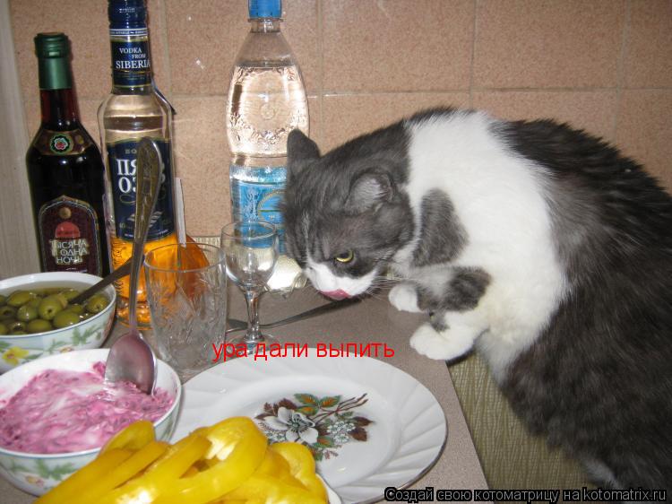 Котоматрица: ура дали выпить
