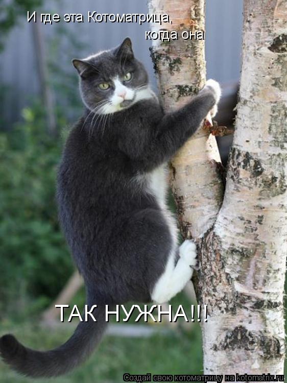 Котоматрица: И где эта Котоматрица, когда она  ТАК НУЖНА!!!