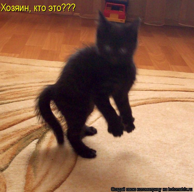Котоматрица: Хозяин, кто это???