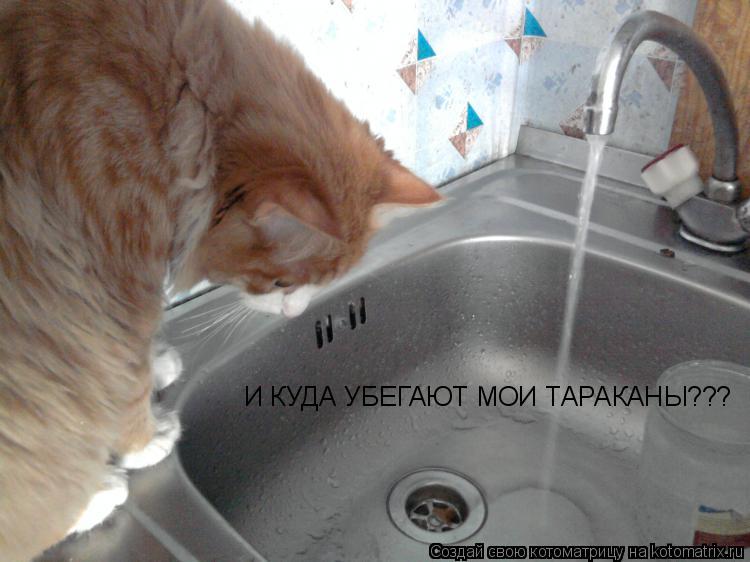 Котоматрица: И КУДА УБЕГАЮТ МОИ ТАРАКАНЫ???