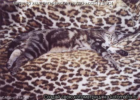 Котоматрица: какие то хамелеонические наклонности у Васи