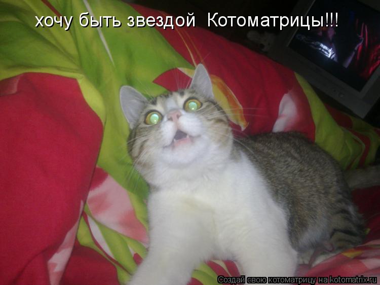 Котоматрица: хочу быть звездой  Котоматрицы!!!