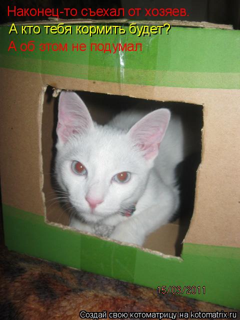 Котоматрица: Наконец-то съехал от хозяев. А кто тебя кормить будет? А об этом не подумал