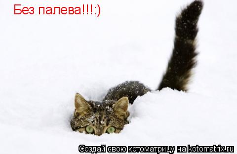 Котоматрица: Без палева!!!:)