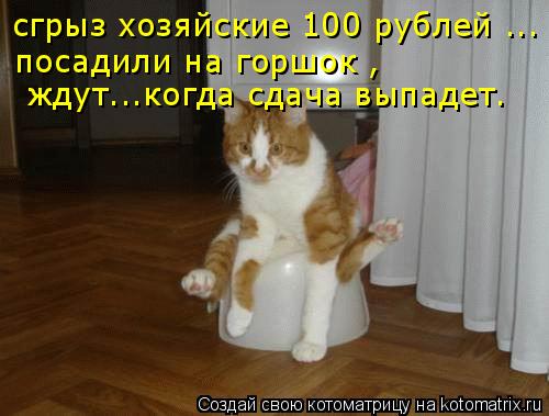 Котоматрица: сгрыз хозяйские 100 рублей ... посадили на горшок ,   ждут...когда сдача выпадет.