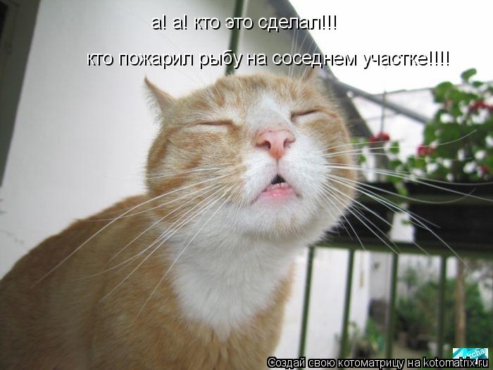 Котоматрица: а! а! кто это сделал!!!  кто пожарил рыбу на соседнем участке!!!!