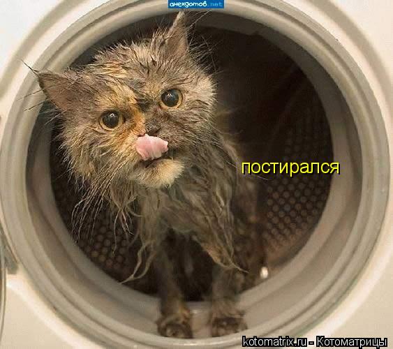 Котоматрица: постирался