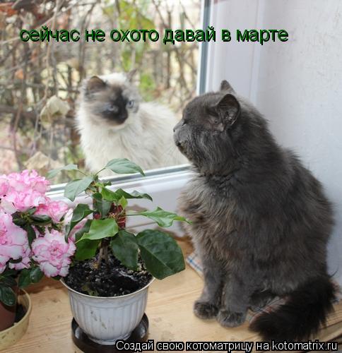 Котоматрица: сейчас не охото давай в марте