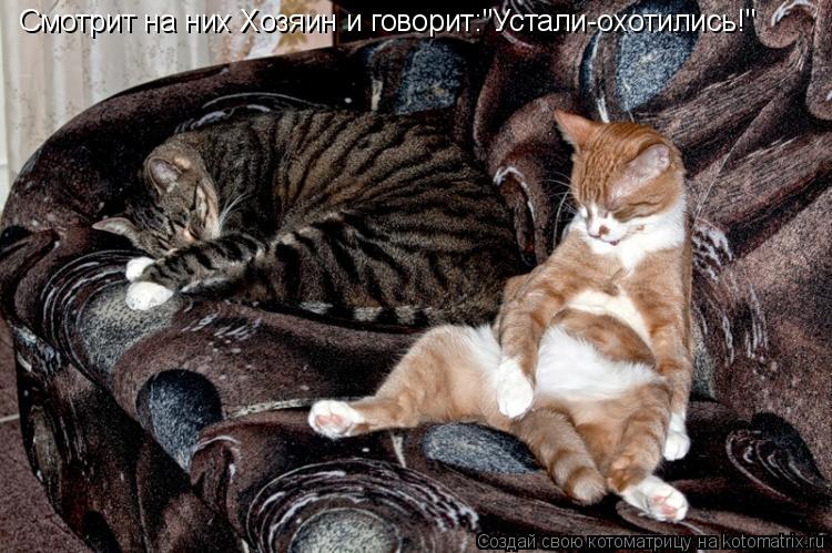 Котоматрица: Смотрит на них Хозяин и говорит:"Устали-охотились!"